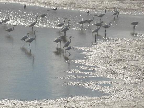 Riverlands Migratory Bird Sanctuary image
