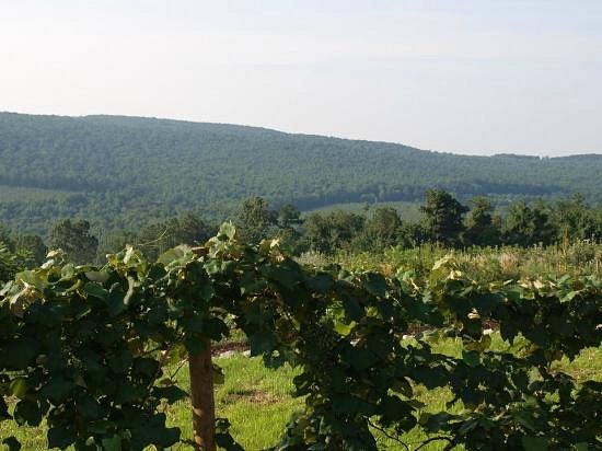 Reid's Orchard & Winery image