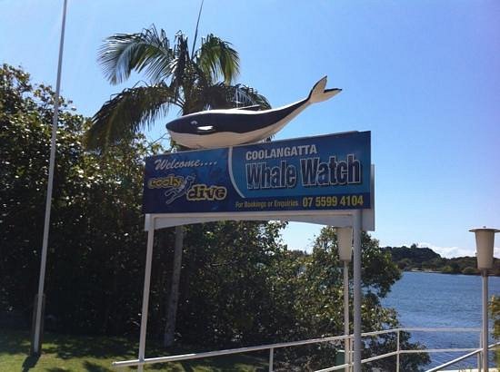 Coolangatta Whale Watch image