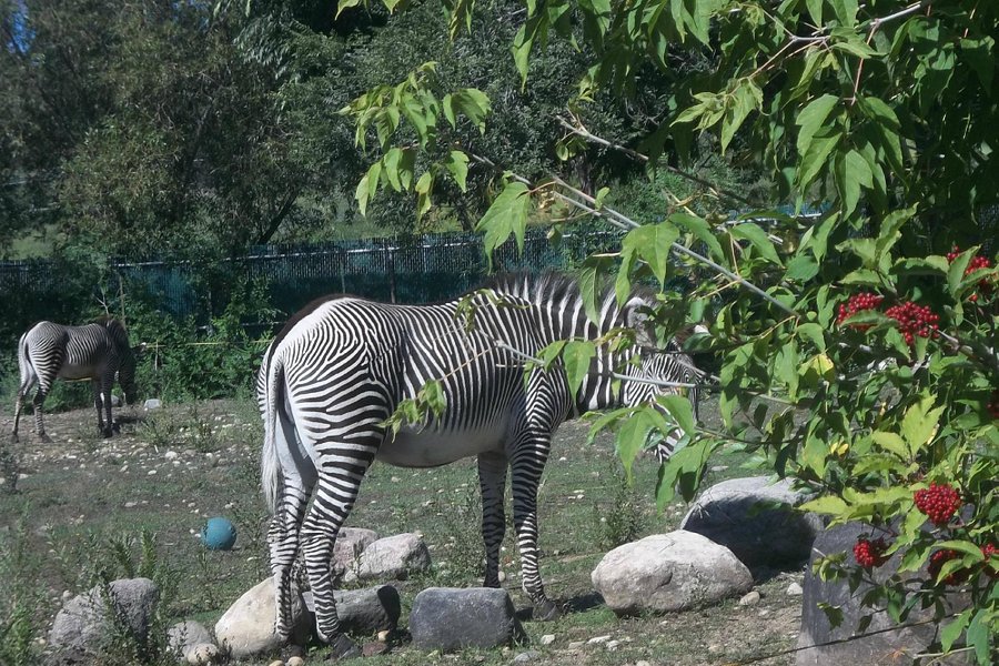 Valley Zoo image