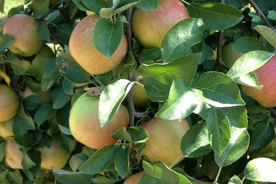 Pine Tree Apple Orchard image