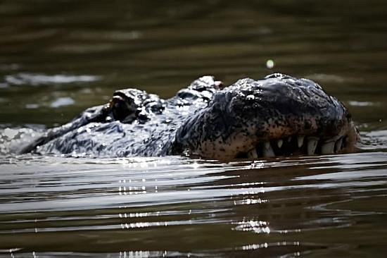 Alligators versus Crocodiles: What's the Difference? - Cajun Encounters  Tour Company, New Orleans
