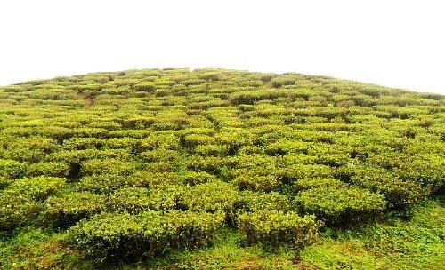 which places to visit in darjeeling