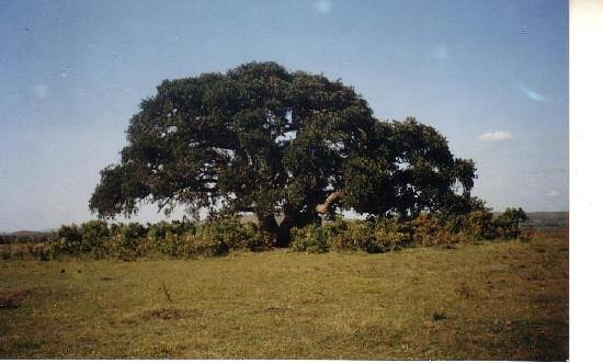 Bugona Tree image