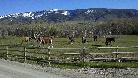 Pogonip Ranch image