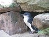 penguinquest