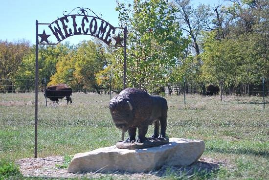Plumlee Buffalo Ranch image
