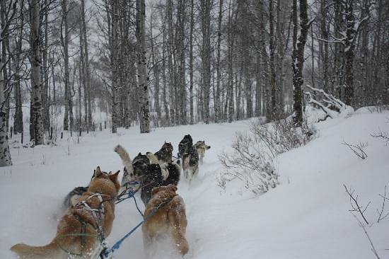 Mountain Musher - All You Need to Know BEFORE You Go (with Photos)