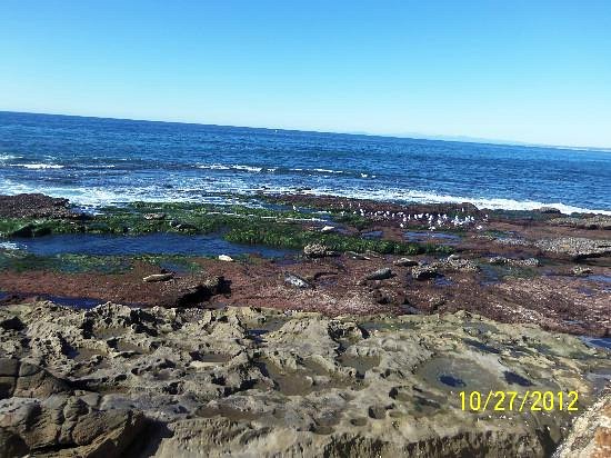 are dogs allowed at la jolla tide pools