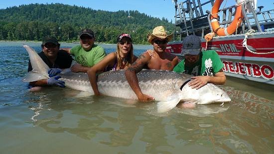 Fraser River Sturgeon Fishing - Streamline Guiding - Fishing in Vancouver