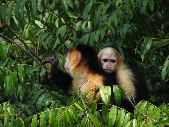 Gamboa Rainforest Resort Monkey Island Tour image