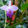 Bamboo_Orchid