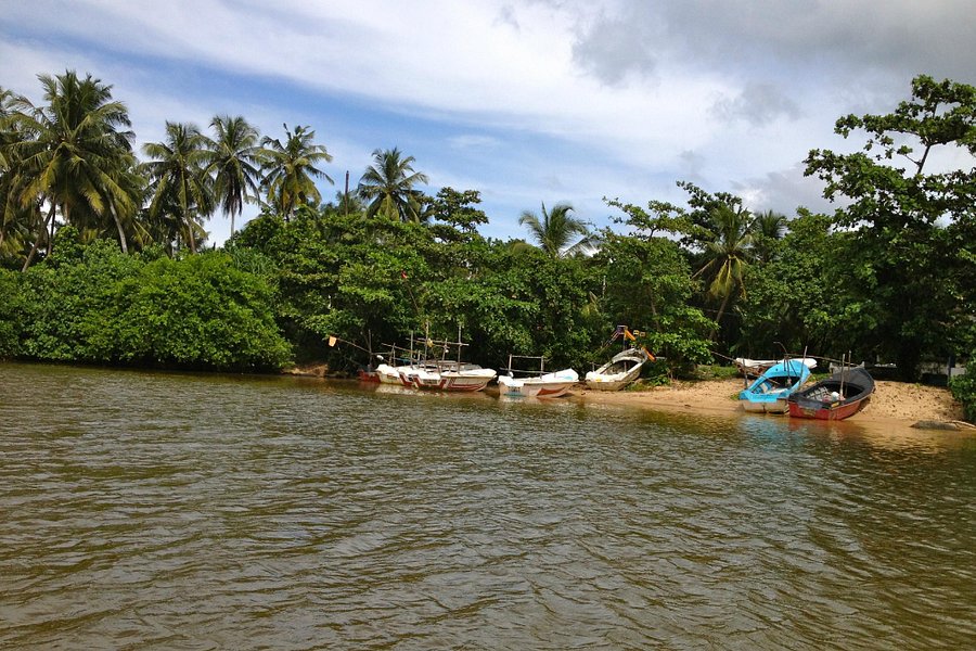 Mangrove Boat Tour image