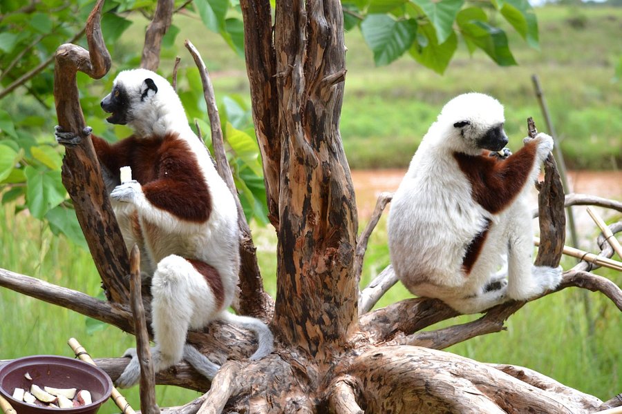 Lemurs' Park image