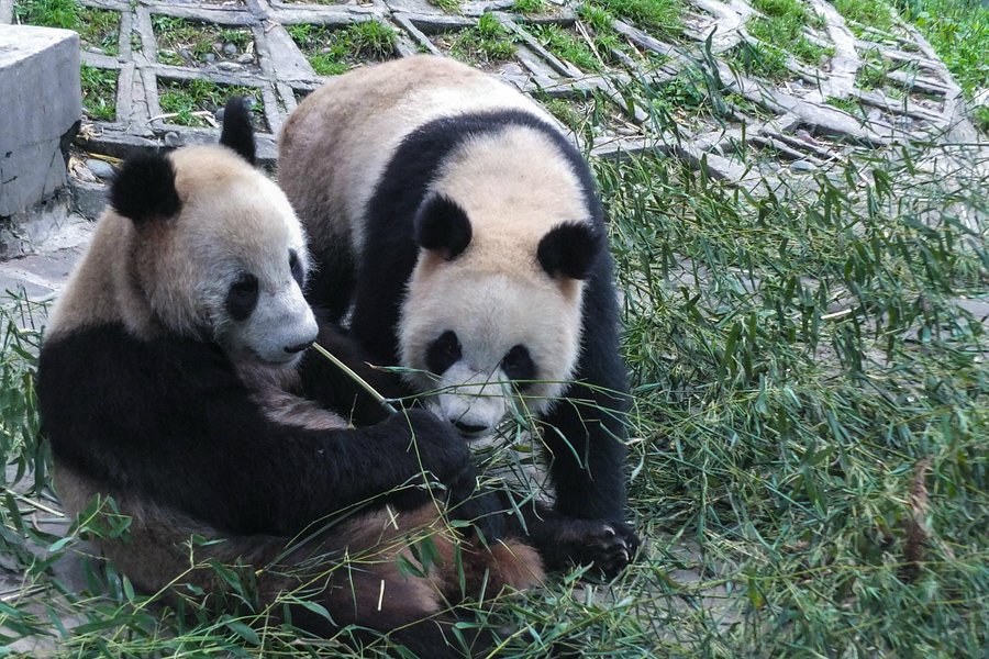 Bifengxia Panda Reserve image