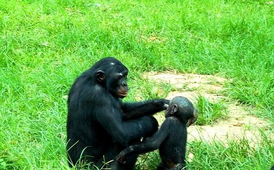 Lola ya Bonobo image