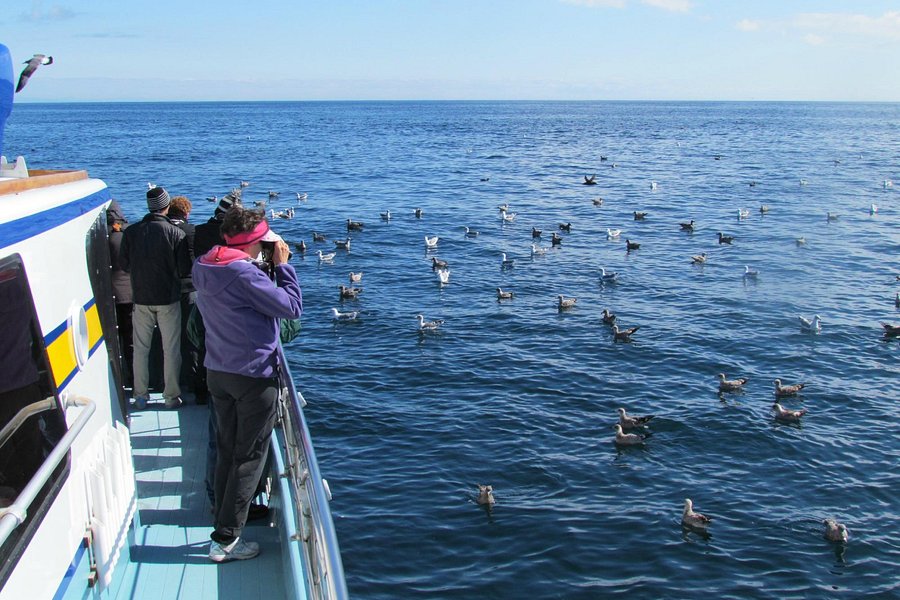 Westport Seabirds Pelagic Tours image