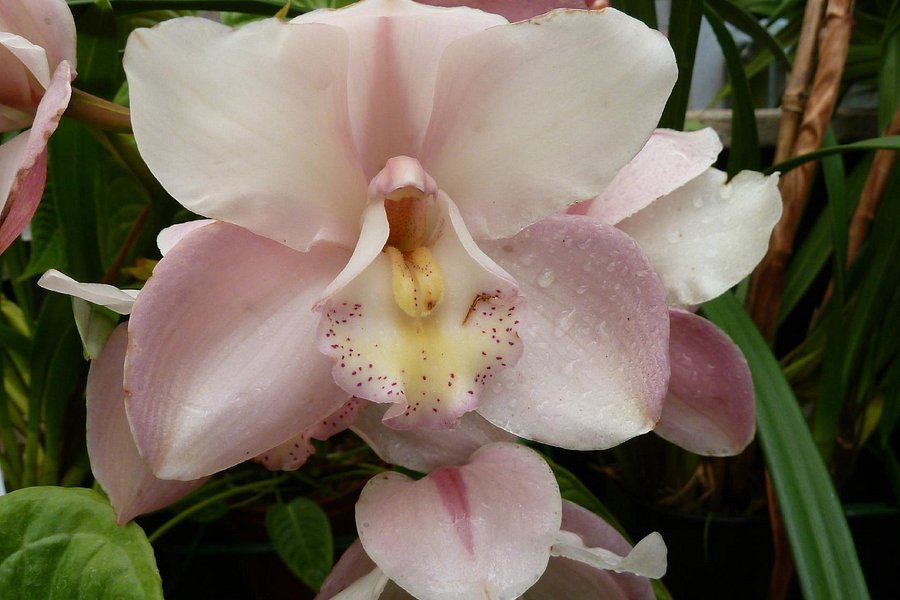 Ecuagenera - Orchids from Ecuador image