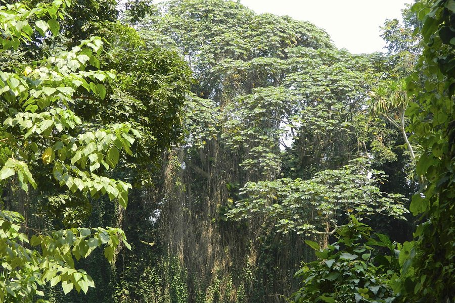 Entebbe Botanic Gardens image