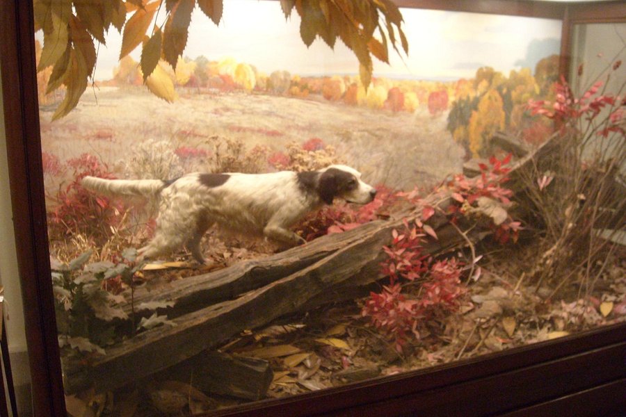 National Bird Dog Museum image