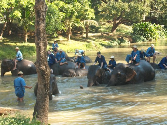 Thai Elephant Conservation Center image