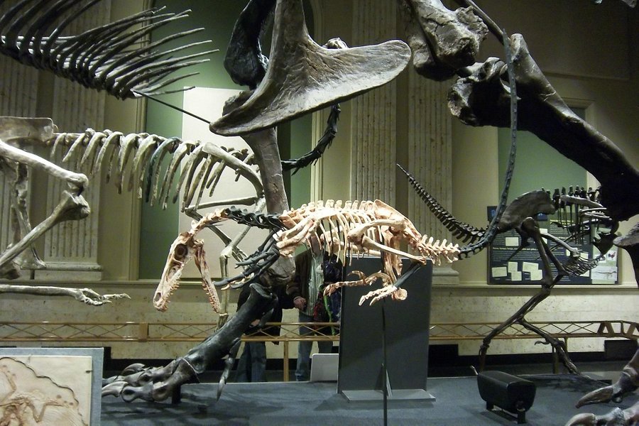 Dinosaur Discovery Museum image
