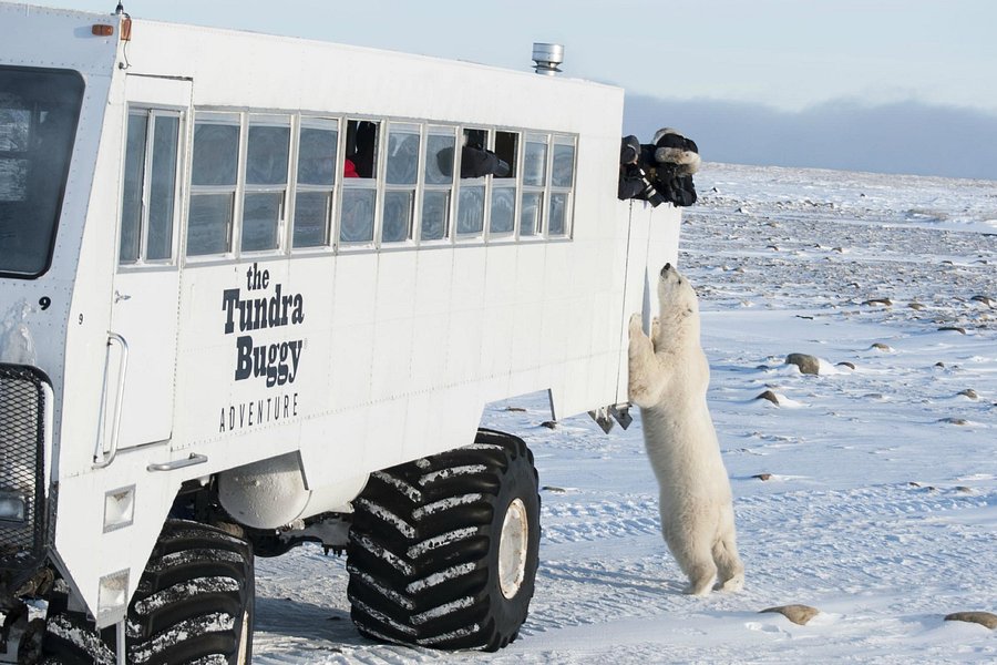 The Tundra Buggy Adventure - Day Tours image