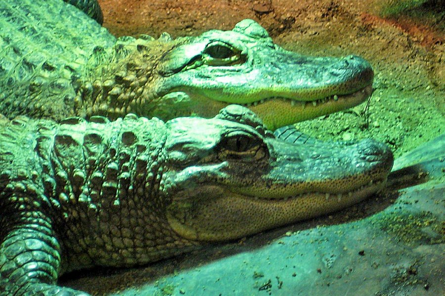RAD Zoo (Reptile Amphibian Discovery Zoo) image