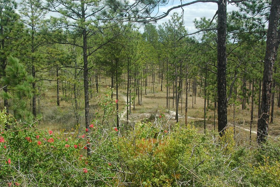 Longleaf Vista Recreation Area image