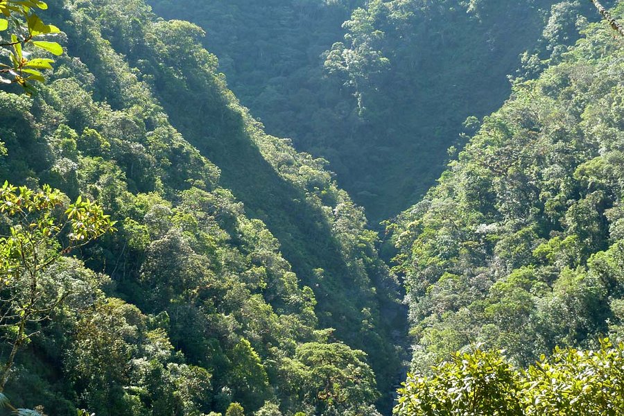 Podocarpus National Park image