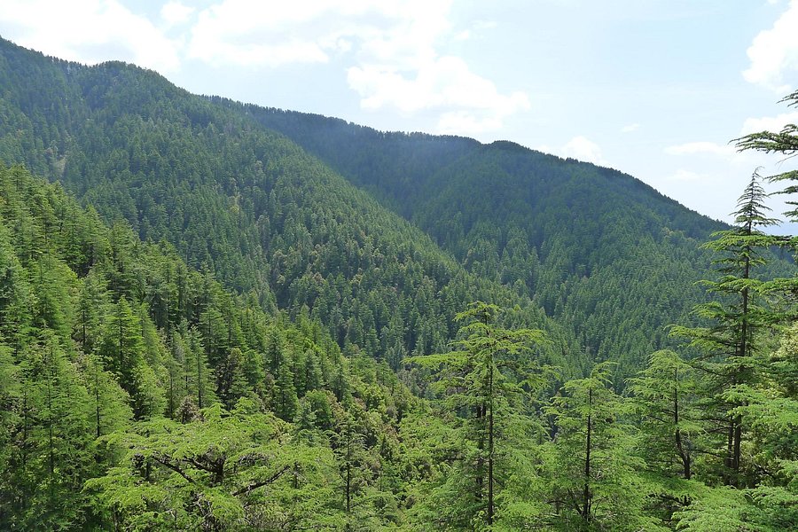 Reserve Forest Sanctuary image
