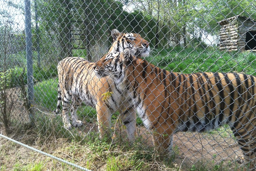 Carolina Tiger Rescue image