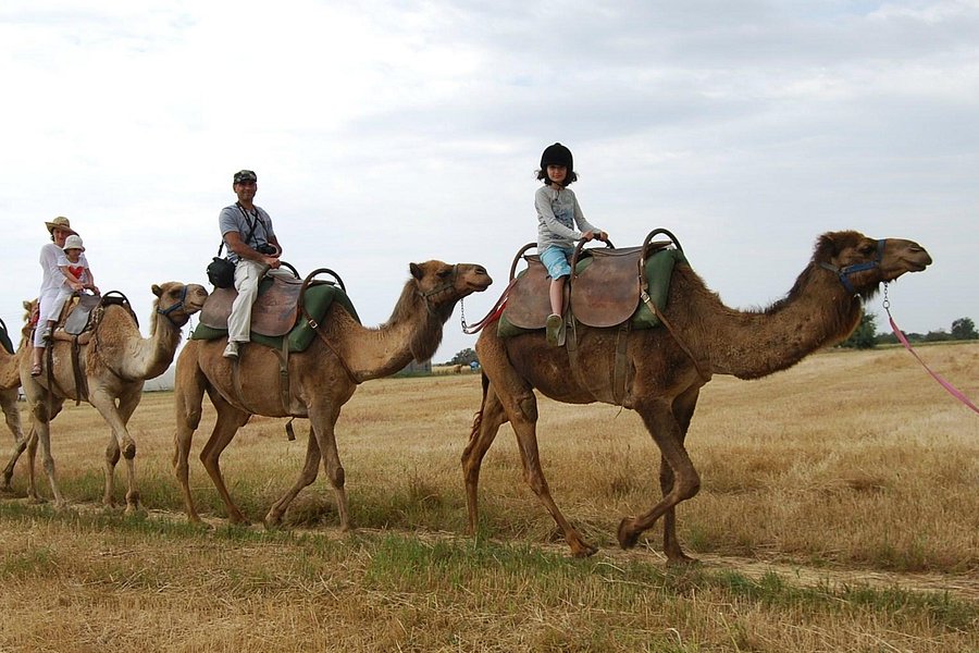 Camel Park image
