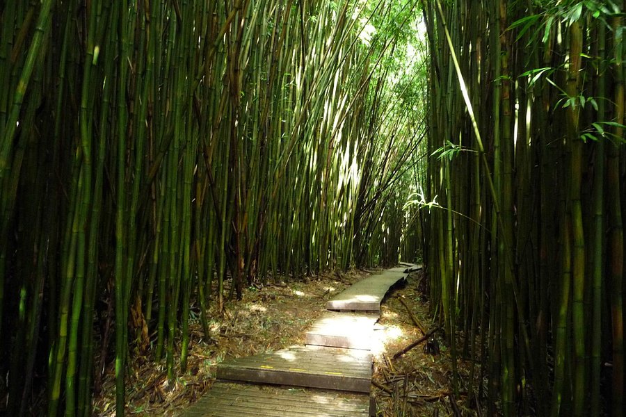 Bamboo Forest image