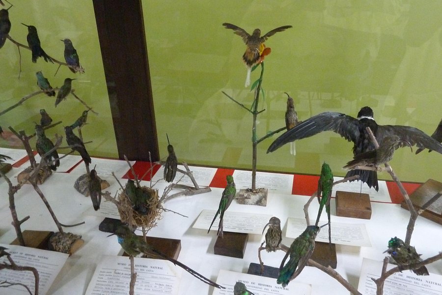 Museo de Historia Natural image