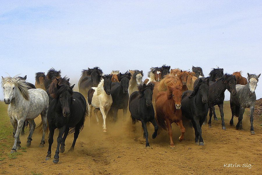 Icelandic HorseWorld image