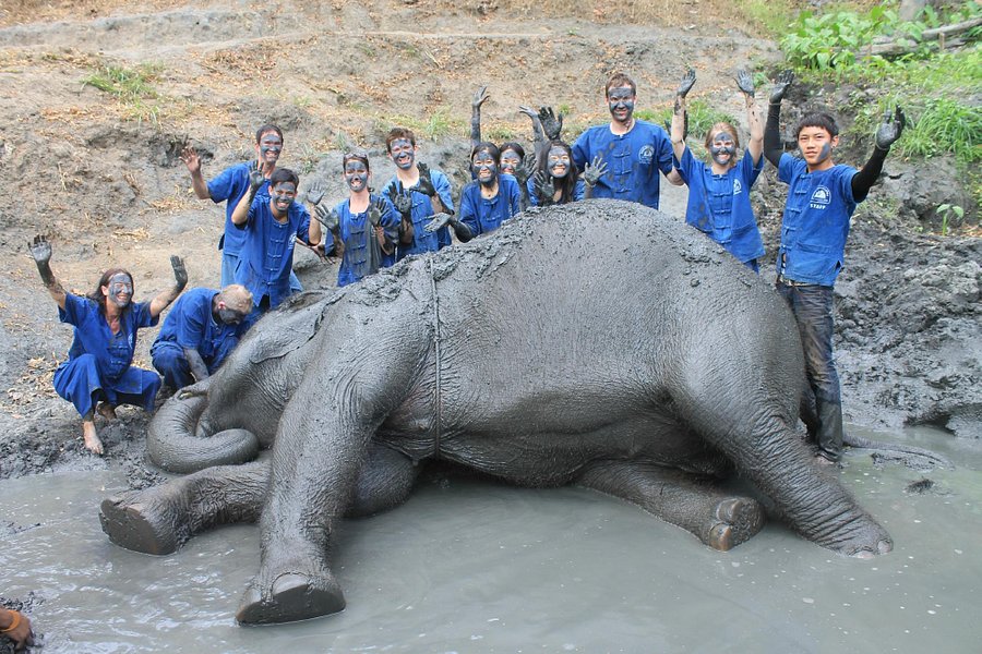 Thai Elephant Home image