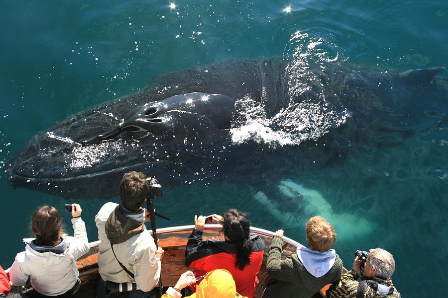 Arctic Sea Tours Whale Watching image