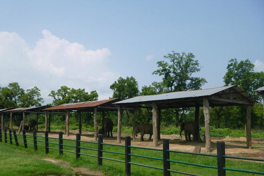 Elephant Breeding Centre image