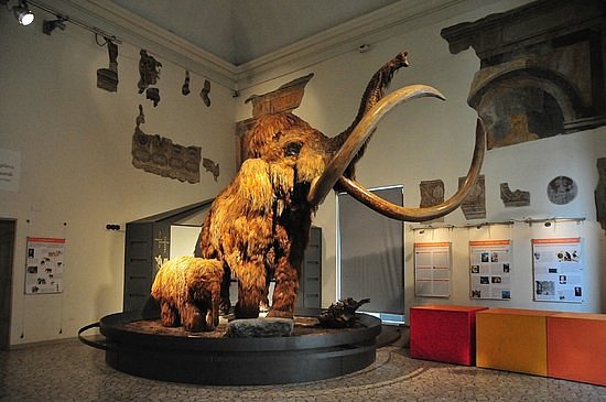 Museo di Scienze Naturali "E. Caffi" image