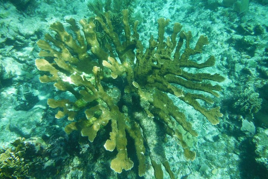 Glover's Reef Marine Reserve image
