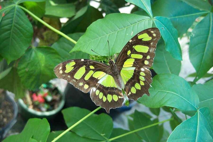Newport Butterfly Zoo image