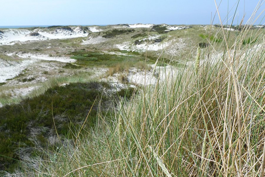 Strandmarken Dueodde image