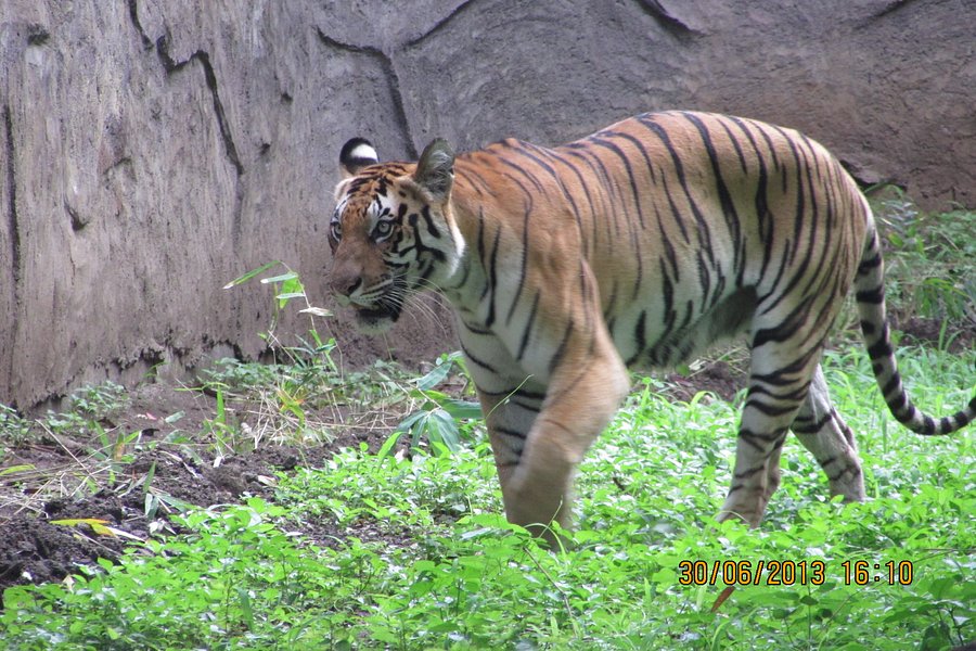 Rajiv Gandhi Zoological Park image