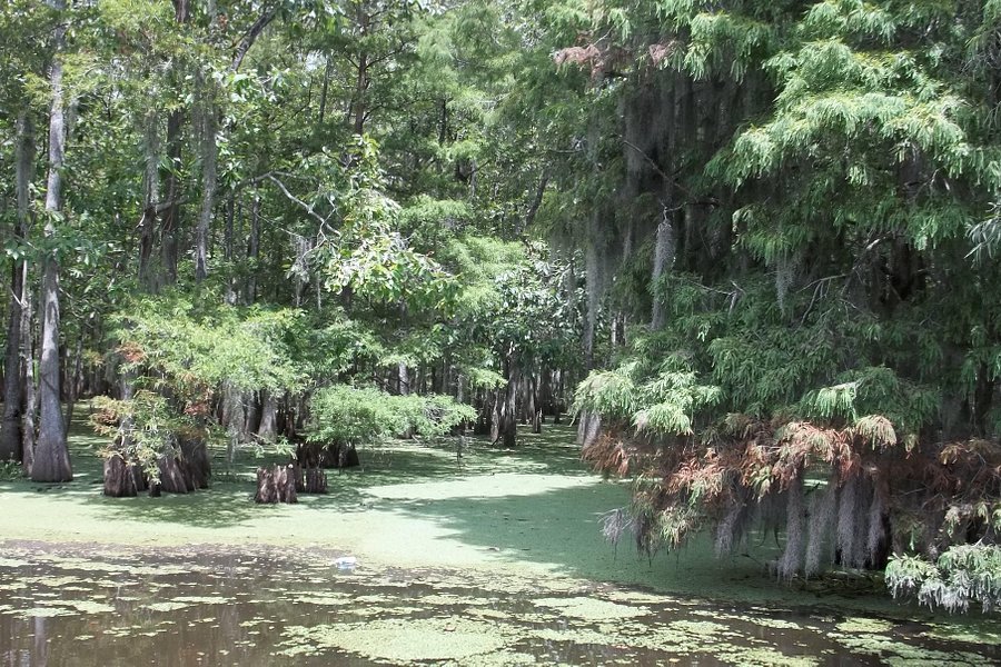 Cajun Man's Swamp Tours & Adventures image
