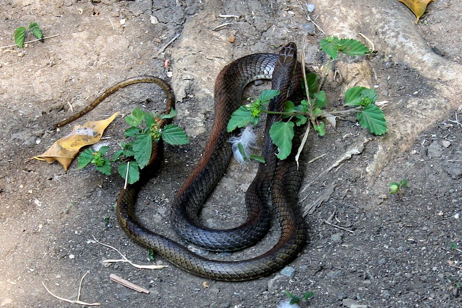Meserani Snake Park image