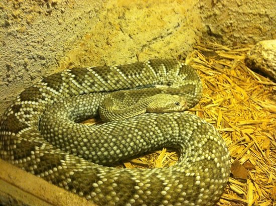 Rattlers & Reptiles image