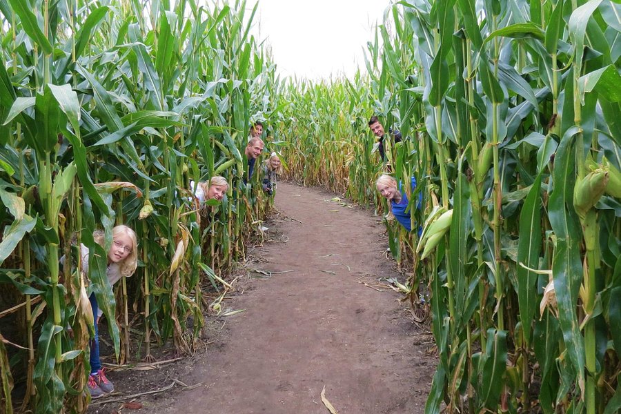 Sauchuk Farm & Corn Maze image