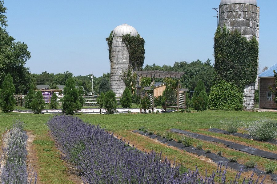 Lavender Fields Farm image