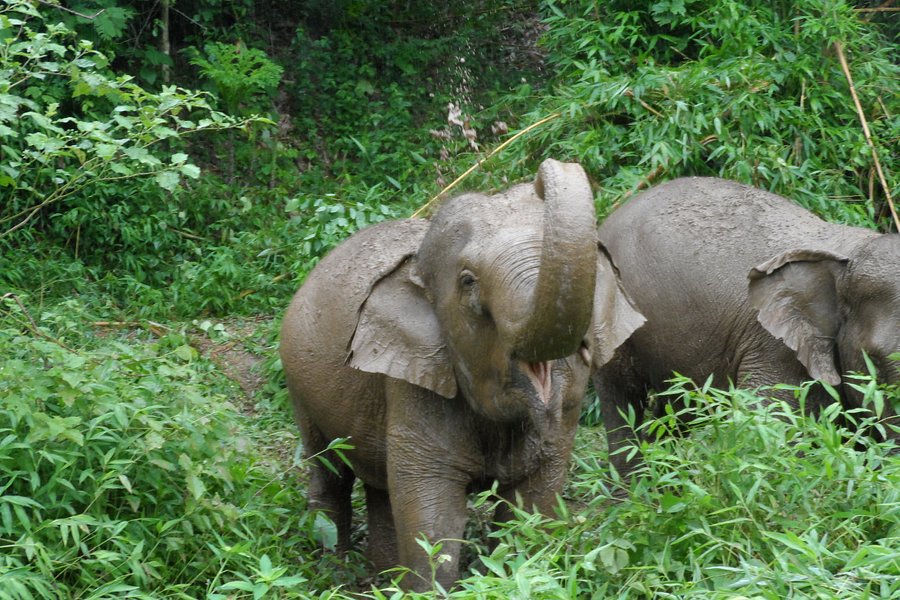 Boon Lott's Elephant Sanctuary image